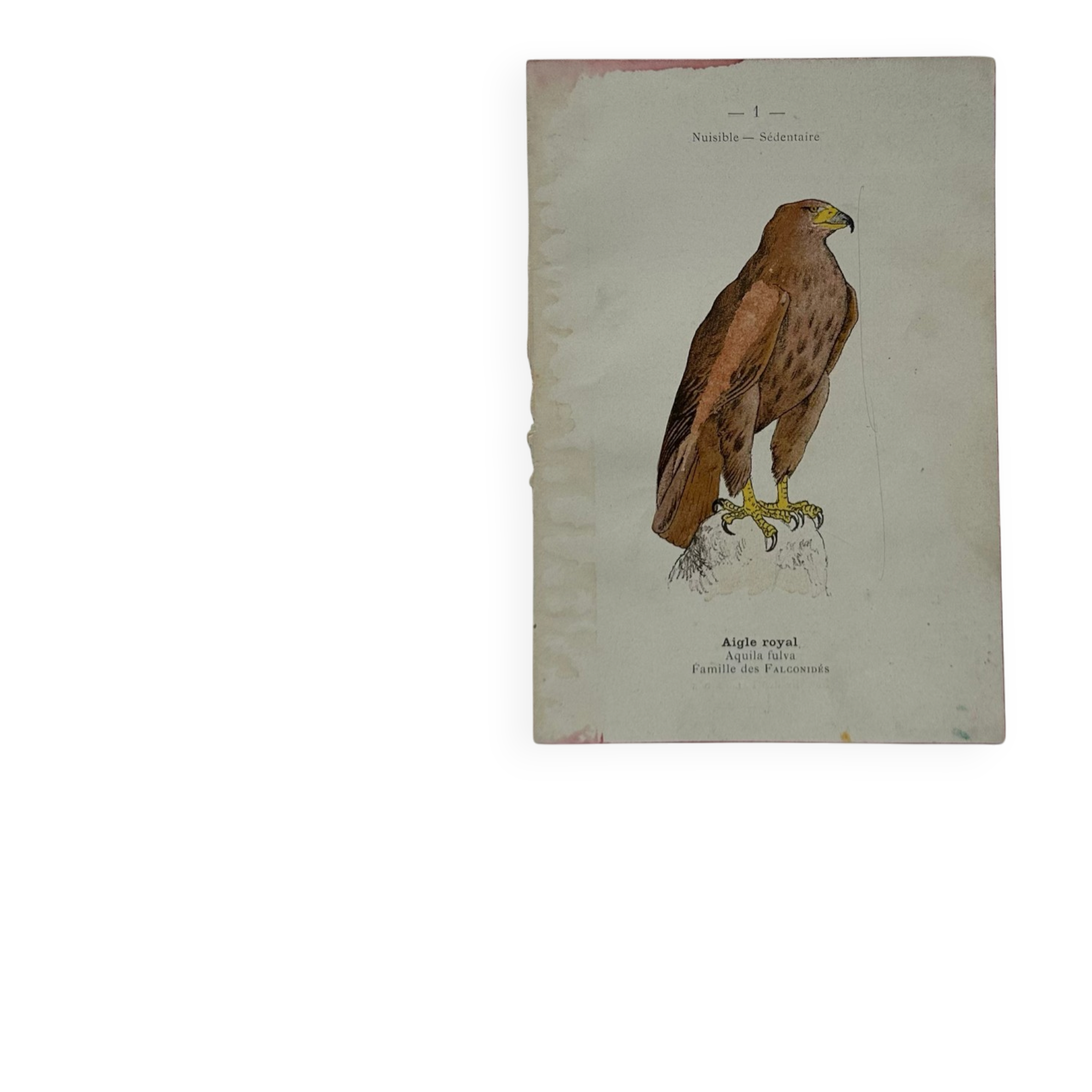 Planche Botanique Gravure oiseaux naturaliste  19eme recto verso  A