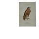 Planche Botanique Gravure oiseaux naturaliste  19eme recto verso  A