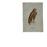 Planche Botanique Gravure oiseaux naturaliste  19eme recto verso  A
