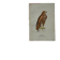 Planche Botanique Gravure oiseaux naturaliste  19eme recto verso  A