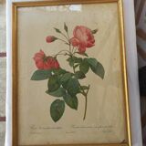 Redouté pink botanical board painting