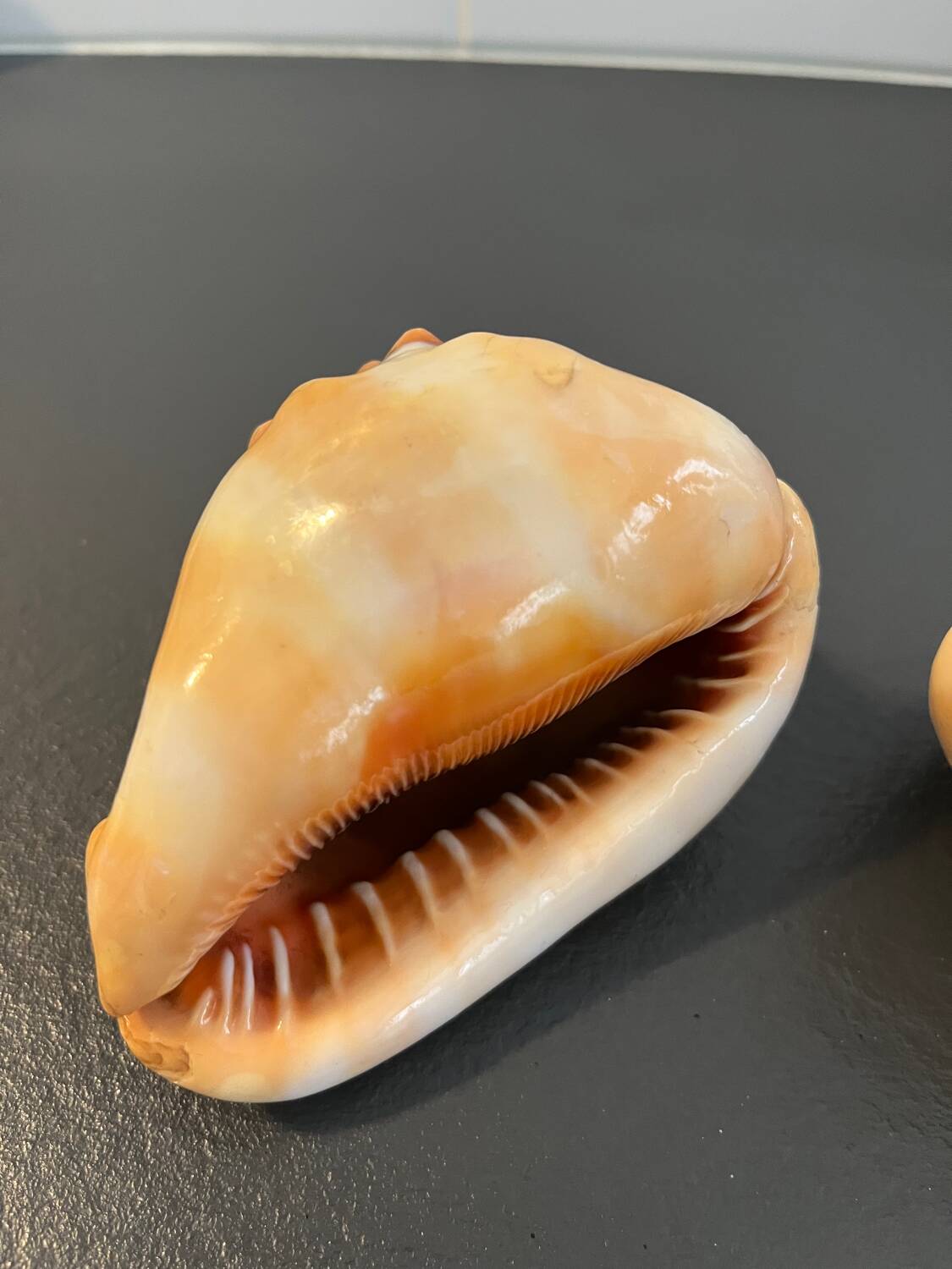 Pair of large seashells cyprae cassis rufa