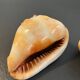 Pair of large seashells cyprae cassis rufa