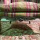 Armchair - Louis XV style wing chair