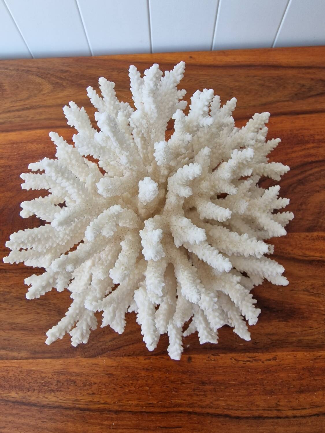 Large white coral