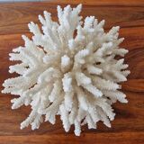 Large white coral