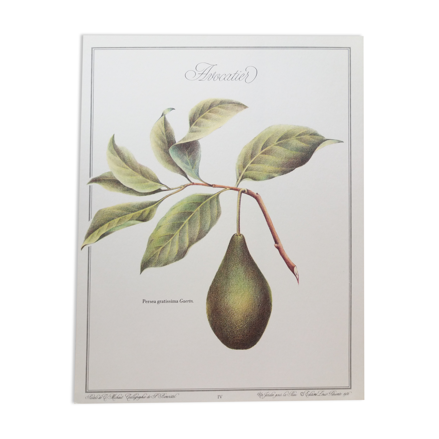 Botanical plank Avocado