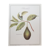 Botanical plank Avocado