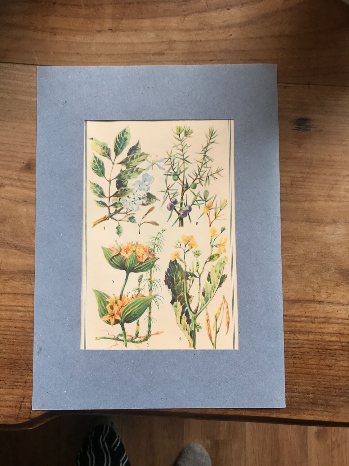 Original vintage botanical board n X