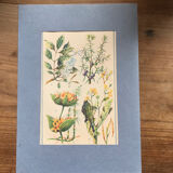 Original vintage botanical board n X