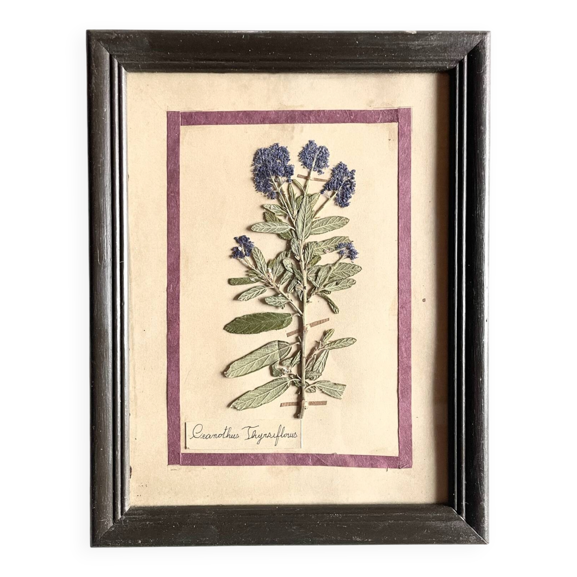 Botanical plate under glass