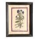 Botanical plate under glass