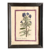 Botanical plate under glass