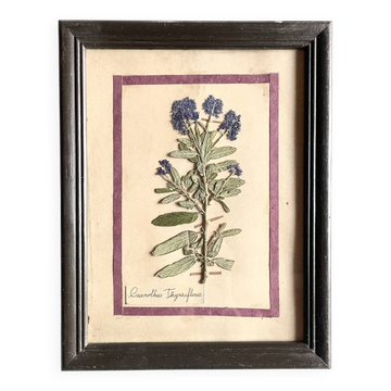 Botanical plate under glass