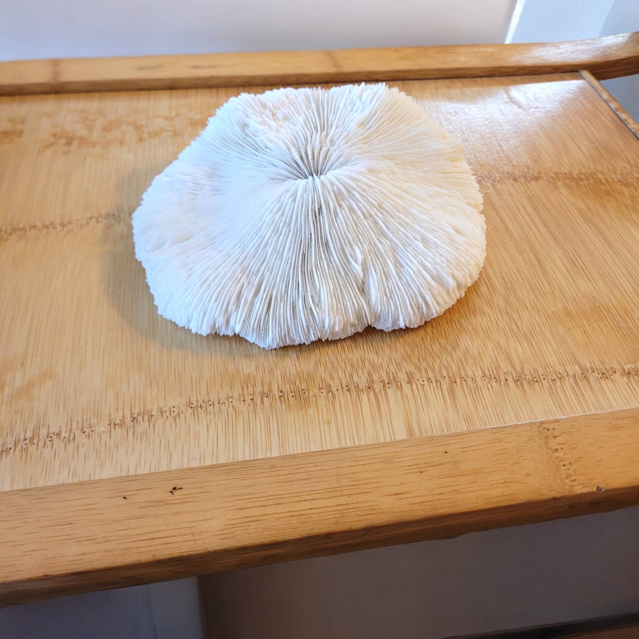 Ancient Coral Fungia or Shark Cushion 15cm