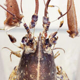 Homard éclaté
