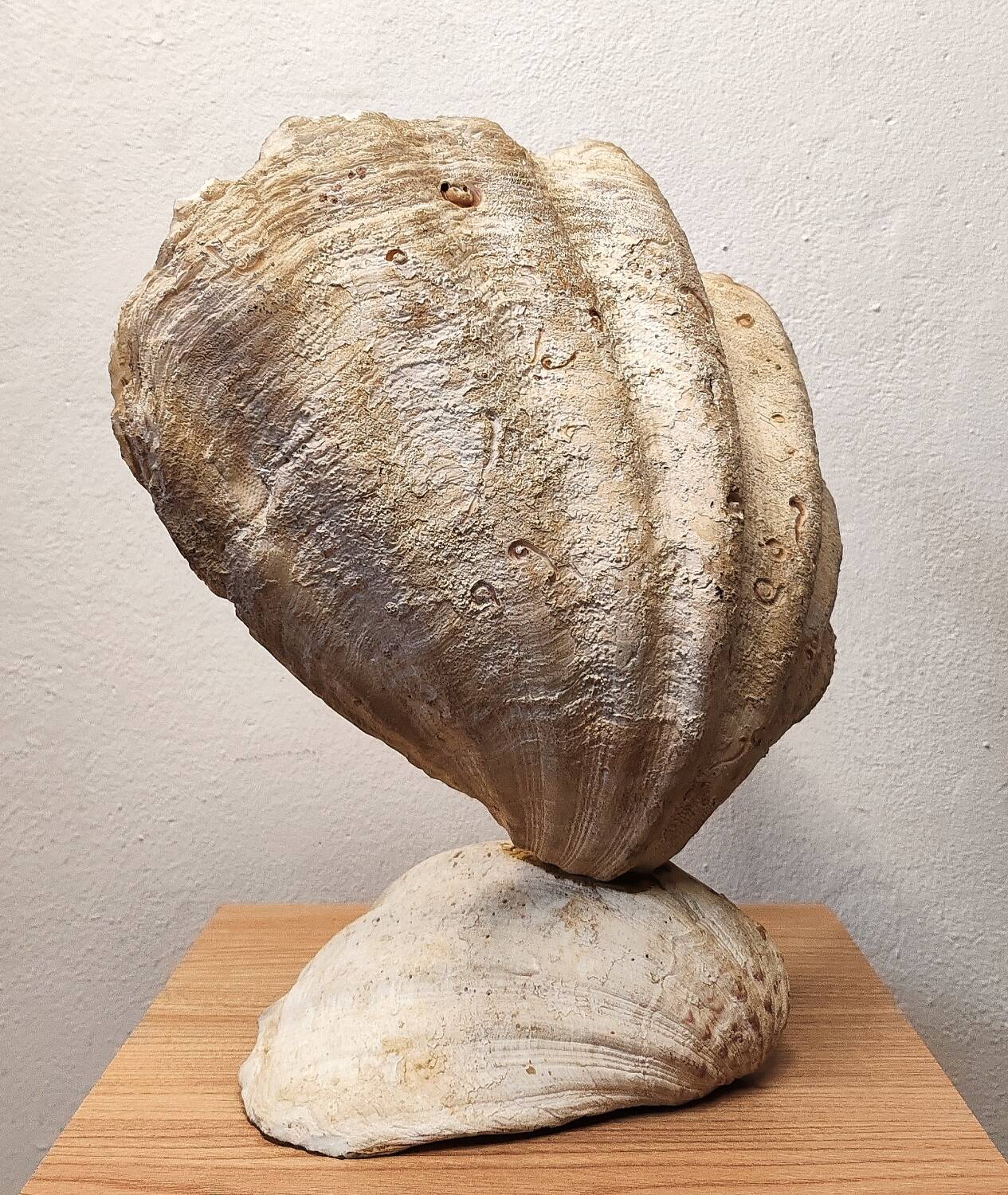 Clam shell lamp