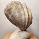 Clam shell lamp