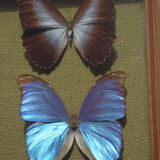 Naturalized butterflies