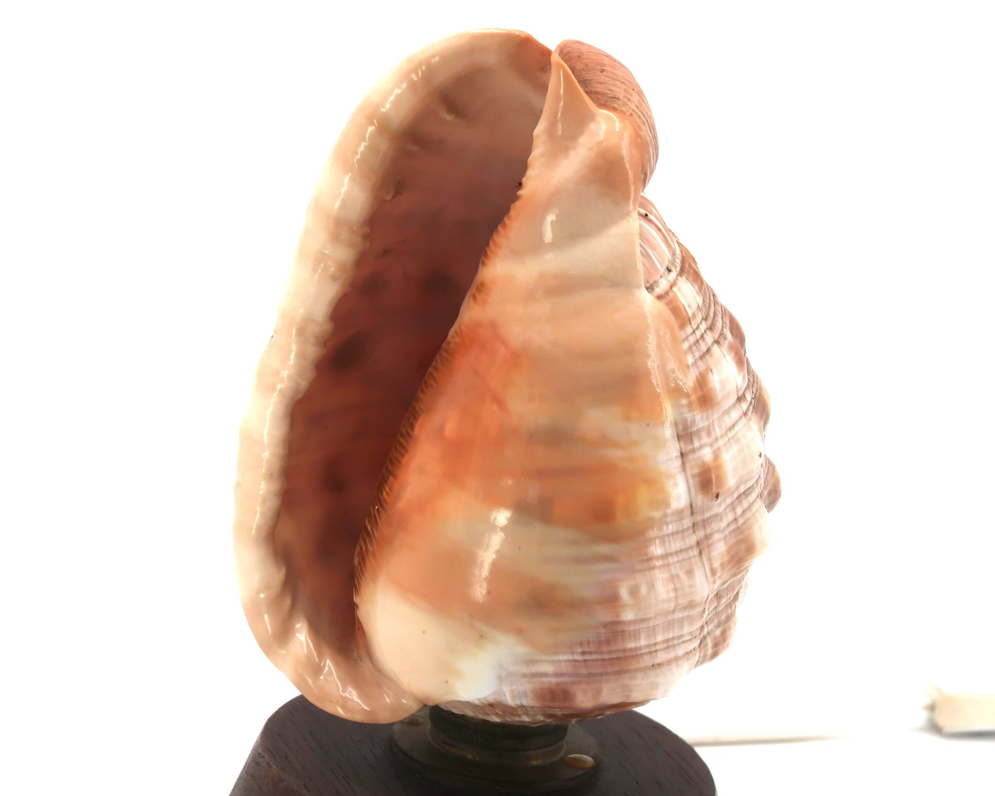 Lampe à poser coquillage naturel et socle en bois, années 60