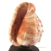 Lampe à poser coquillage naturel et socle en bois, années 60