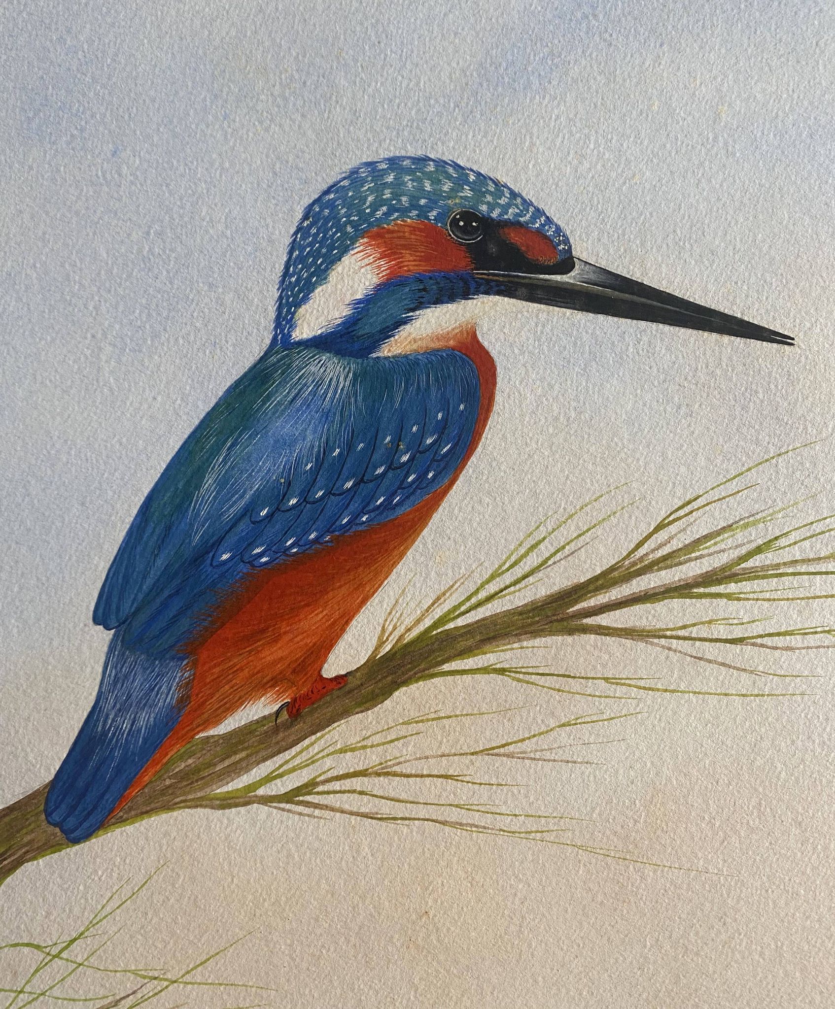 Tableau "Le Martin pêcheur" gouache naturaliste signé
