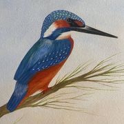 Tableau "Le Martin pêcheur" gouache naturaliste signé
