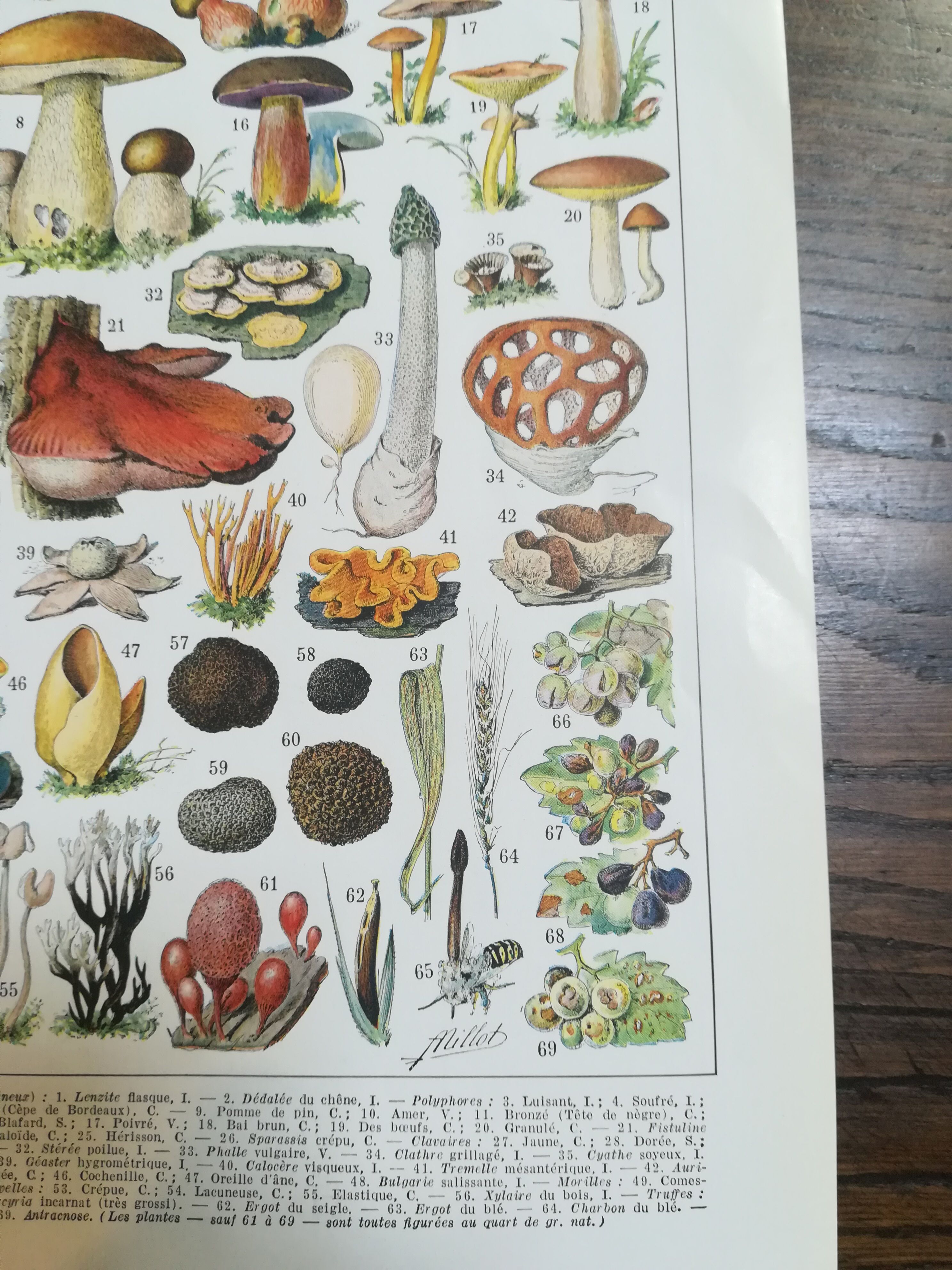 Lithograph on mushrooms from 1928 "cep"