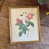 Old frame Redouté roses