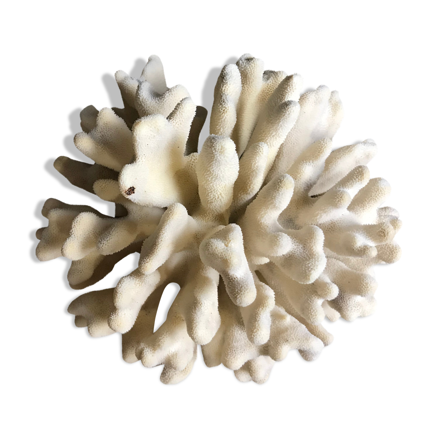 Coral elkhorn 39