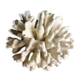 Coral elkhorn 39