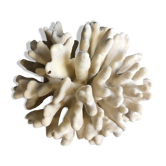 Corail elkhorn 39