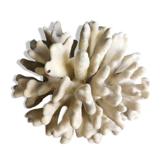 Coral elkhorn 39