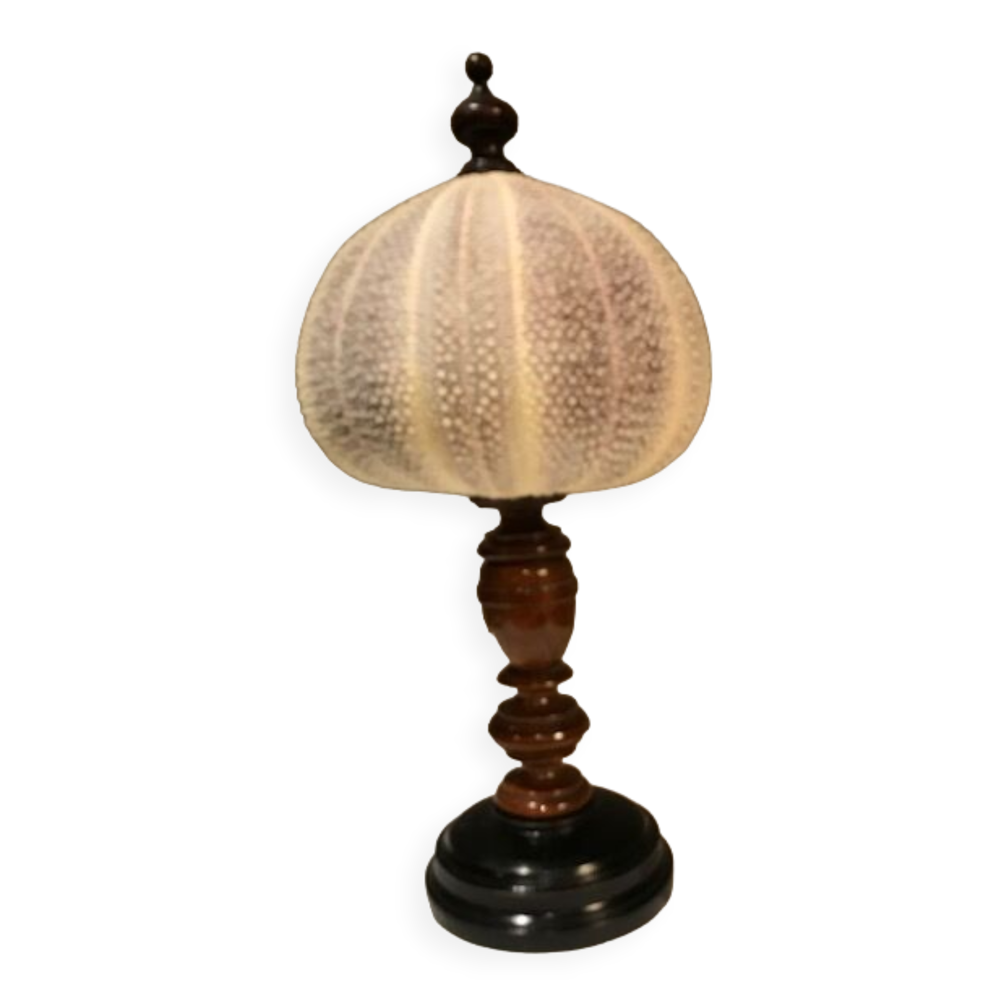 Sea urchin for Cabinet of Curiosities