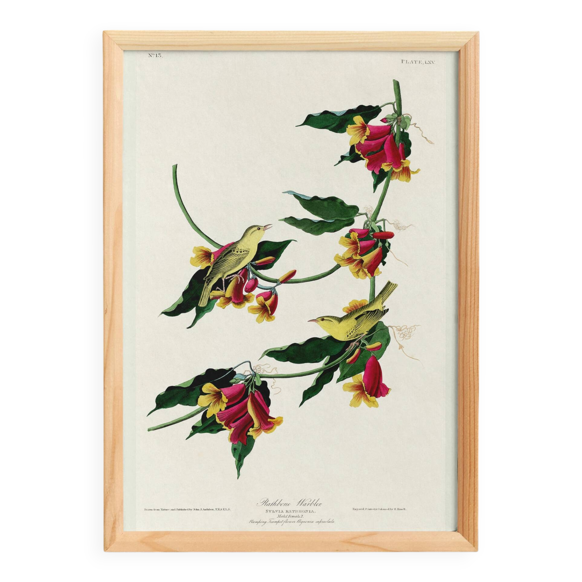 Poster about the Warbler, based on an old engraving from 1827.