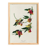 Affiche sur la Paruline, d’après une gravure ancienne de 1827.