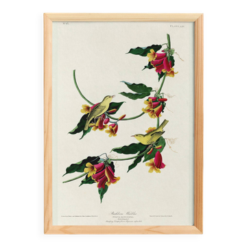 Affiche sur la Paruline, d’après une gravure ancienne de 1827.