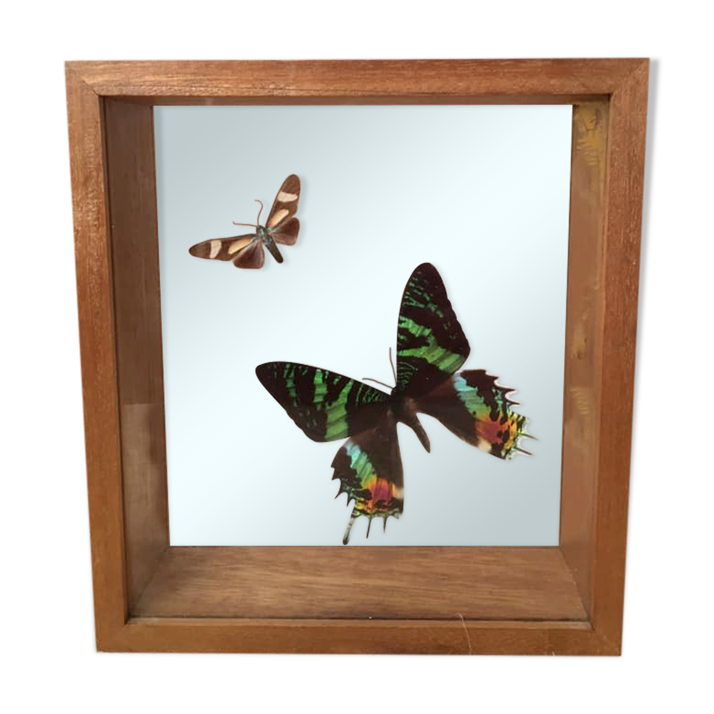 Wooden frame with 2 butterflies, Urania ripheus from Madagascar and, - Synthomidae from Mexico