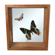 Wooden frame with 2 butterflies, Urania ripheus from Madagascar and, - Synthomidae from Mexico