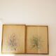 Pair of vintage paintings 1950 frame gilded wood