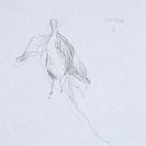 Fuchsia, original drawing
