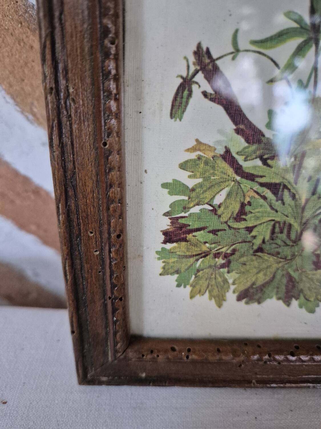Framed botanical illustration of columbine