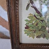 Framed botanical illustration of columbine