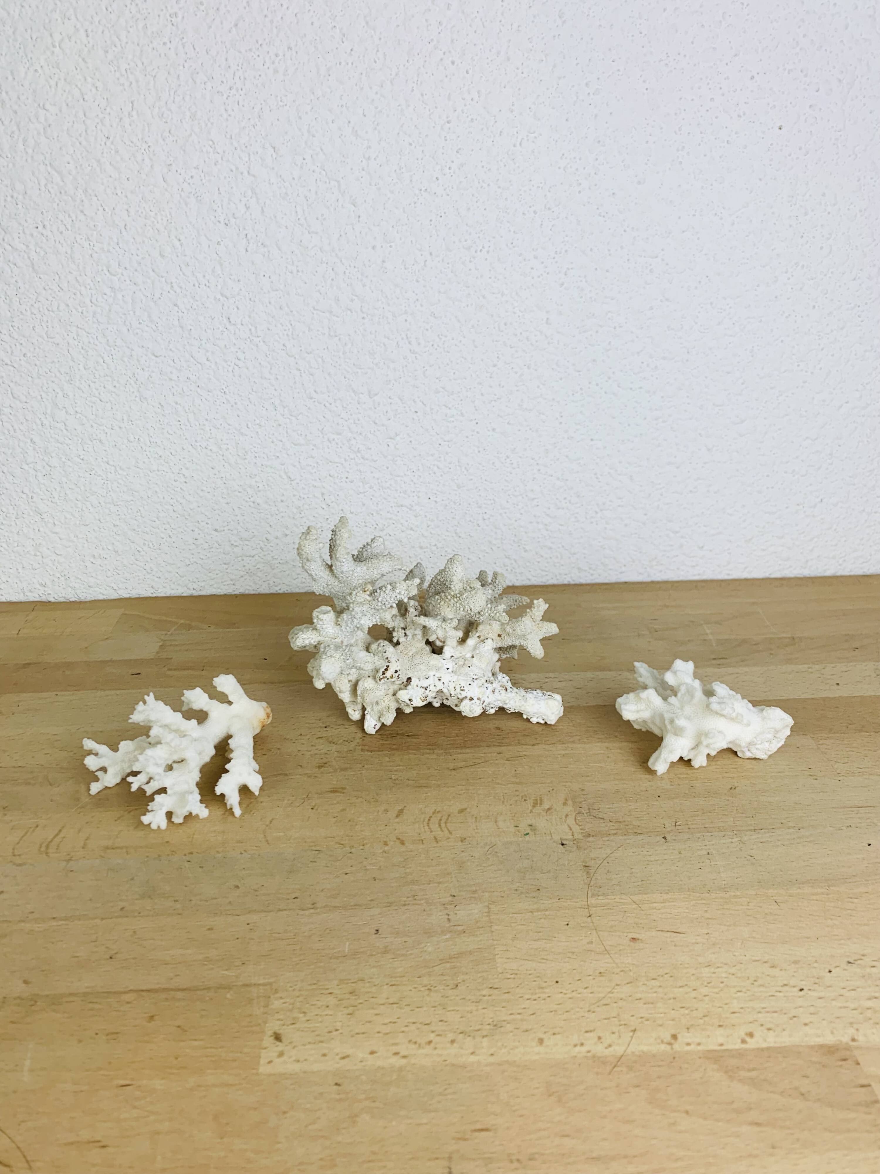 3 ancient white corals