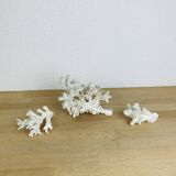 3 ancient white corals