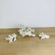 3 coraux blancs anciens