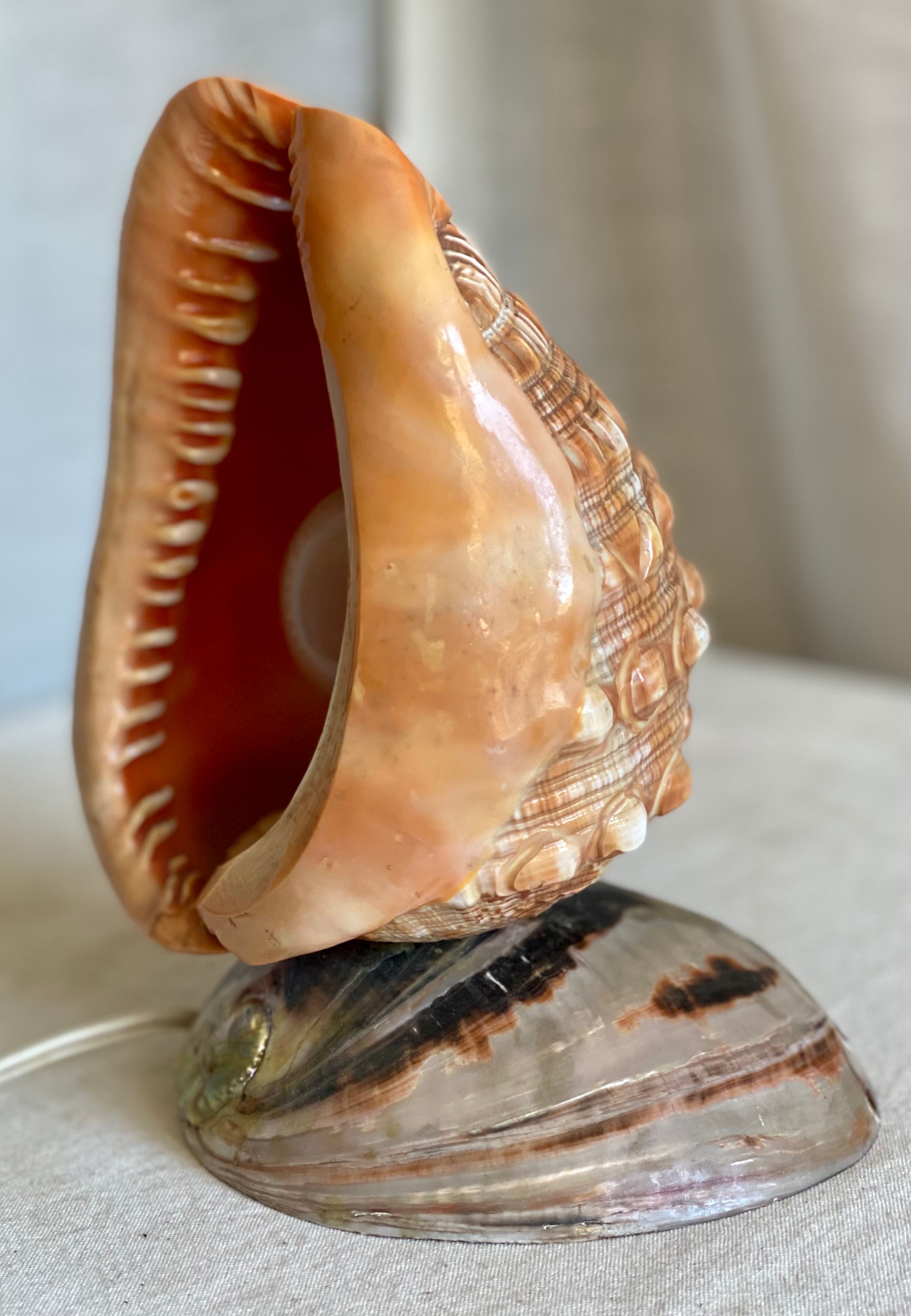 Vintage 1960s shell night light