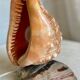 Vintage 1960s shell night light