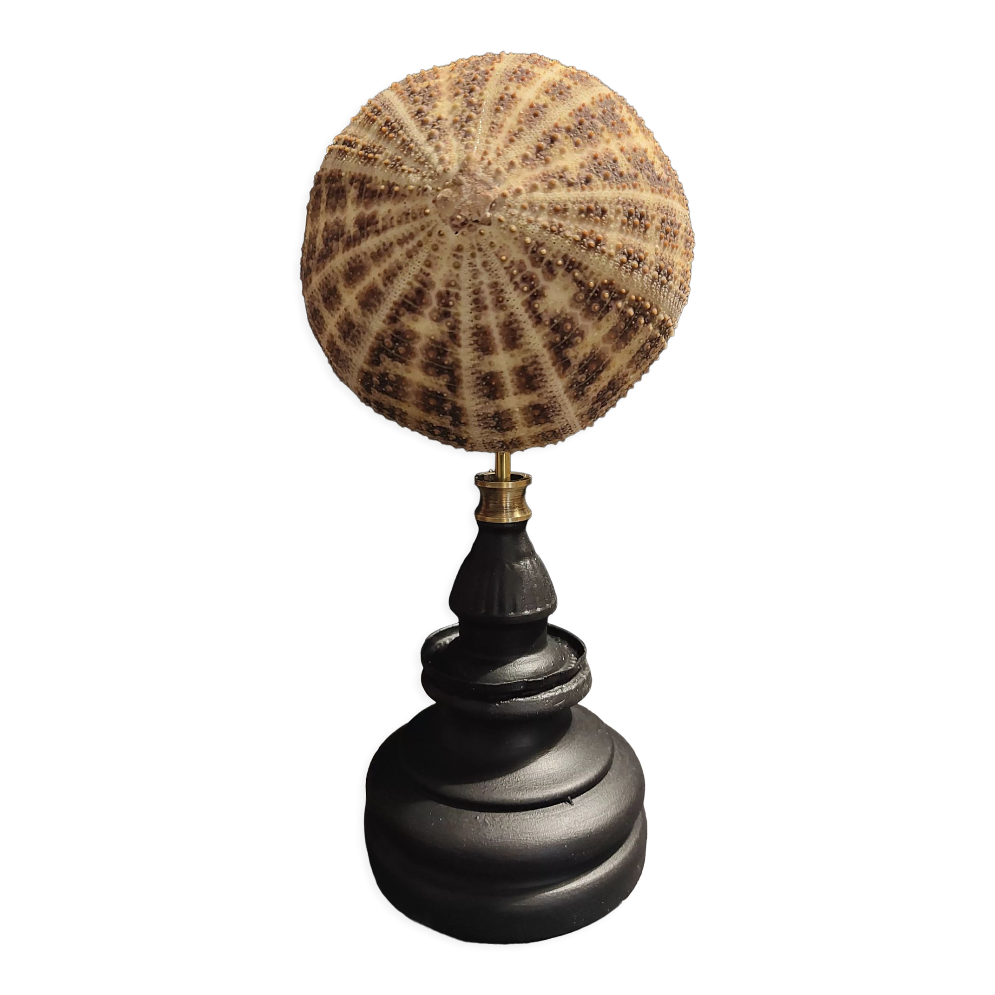 Cabinet of Curiosities sea urchin toxopneustes pileolus on base