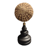 Cabinet of Curiosities sea urchin toxopneustes pileolus on base